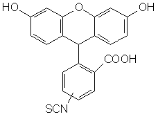 5(6)-ɹأFITC