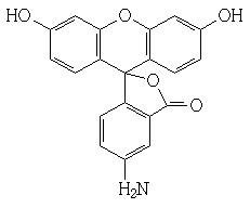 5--ɹأFITC